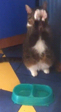 밥 좀 주세요 | 인스티즈