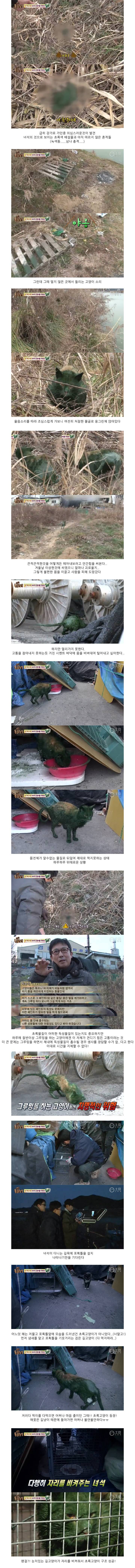 동물농장 '위기에 처한 녹색 고양이를 구하라' | 인스티즈