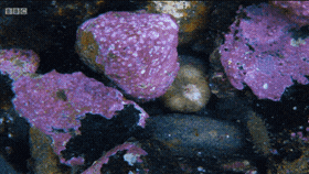 심해에서 피는 꽃 | 인스티즈