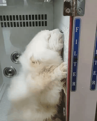 털 말리기.gif | 인스티즈