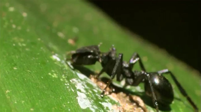 숙주가 필요한 기생충들 | 인스티즈