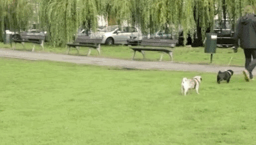 강아지들이 잘 가다가 멈춰서는 이유가 과학적으로 밝혀짐 | 인스티즈