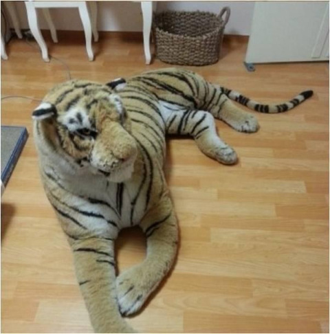 호랑이 판매하는 이유 | 인스티즈