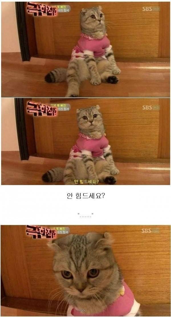 아기와 놀아주는 냥이..jpg | 인스티즈