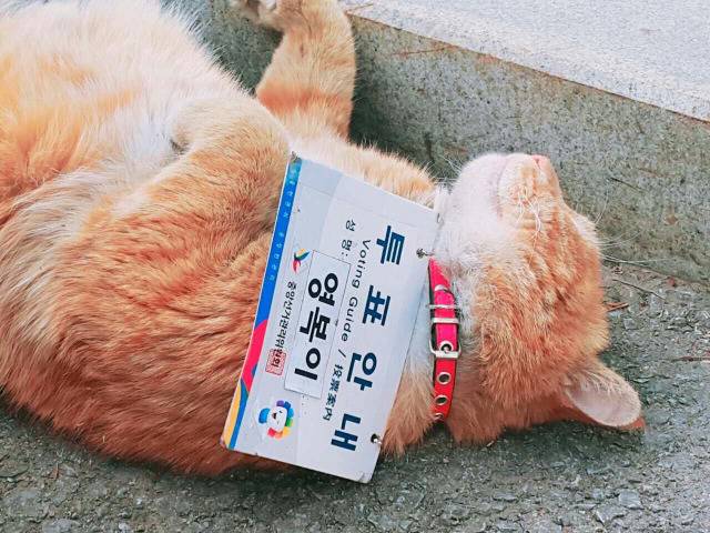 중앙선거관리위원회가 임명한 역대급 투표안내원 | 인스티즈