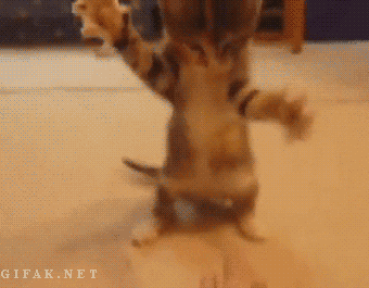 고양이에게 권투를 가르쳐 보았다.. | 인스티즈