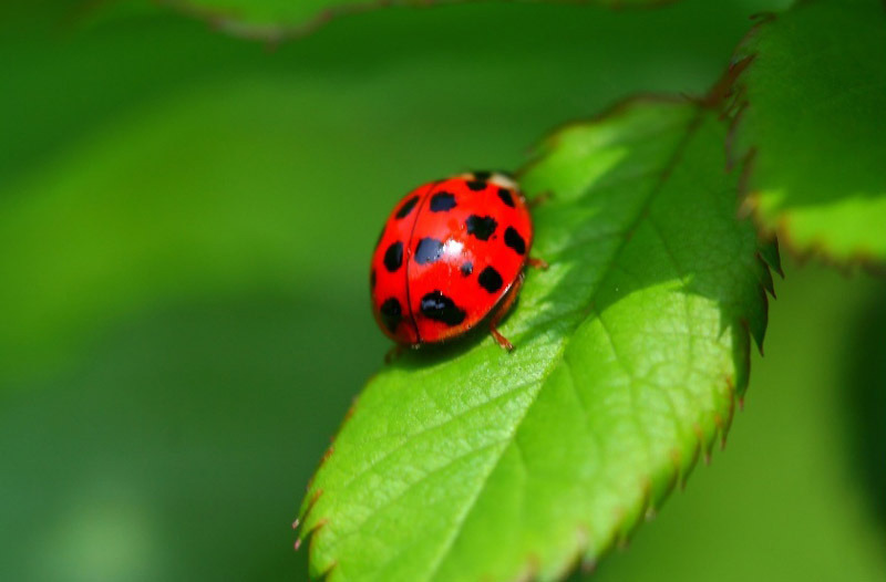 ???: 호랑이가 대한민국 상징 동물이라고? | 인스티즈