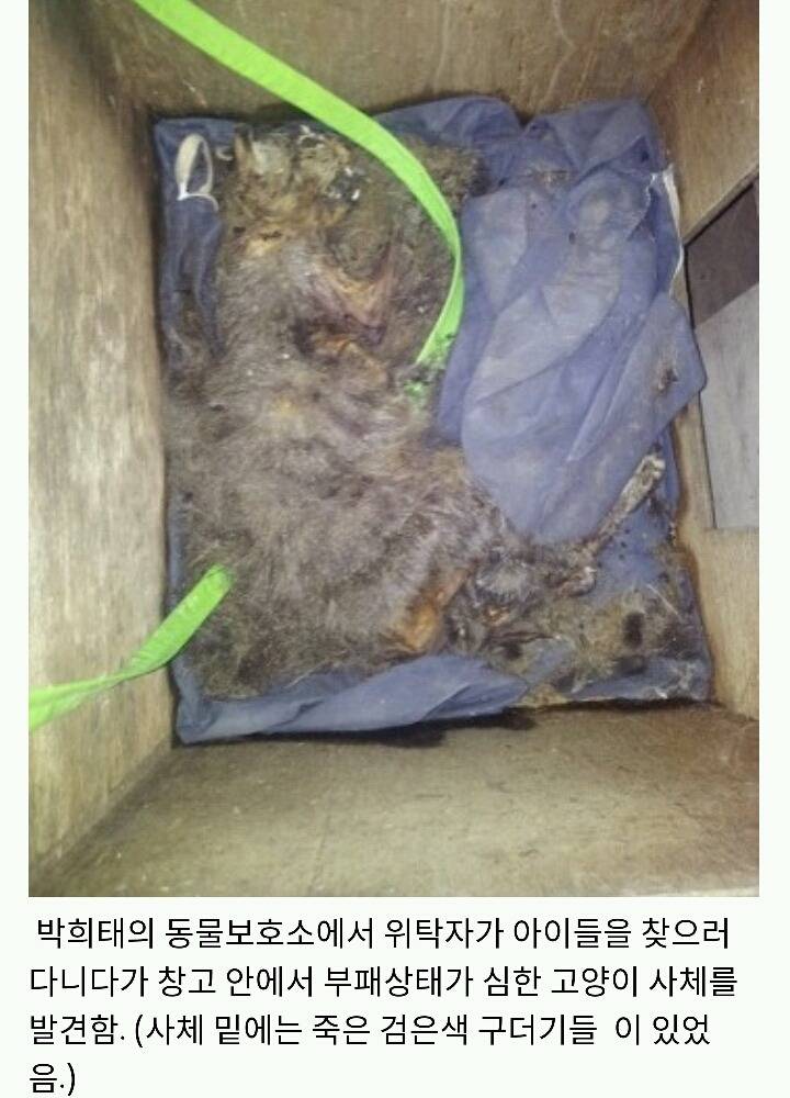 아산에서 또다시 희생당하는 동물이 나타나지않게 서명하자!(사진 끔찍주의) | 인스티즈