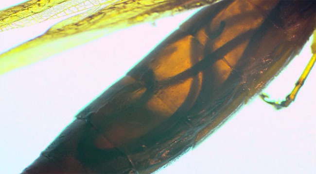 숙주가 필요한 기생충들 | 인스티즈