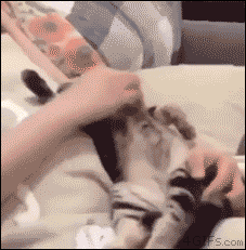 잠에 푹 빠진 고양이 .GIF | 인스티즈