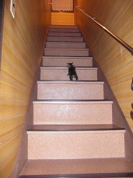 계단폭이 낮아야 하는 이유 | 인스티즈