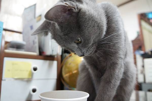 뽀글거리는 콜라가 신기한 고양이 | 인스티즈