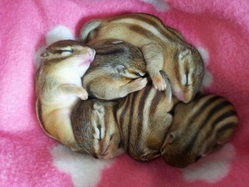 다람쥐의 귀여움에 대한 고찰.jpg | 인스티즈