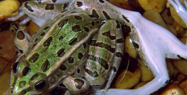 숙주가 필요한 기생충들 | 인스티즈