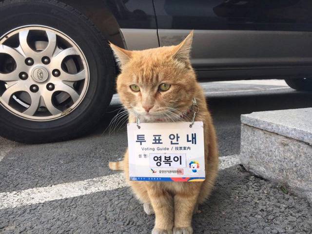 중앙선거관리위원회가 임명한 역대급 투표안내원 | 인스티즈