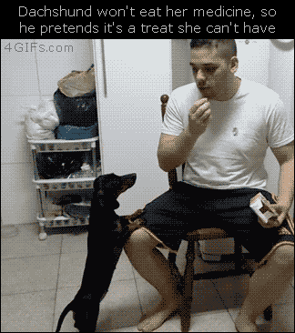 개한테 약 먹이는법 .gif | 인스티즈