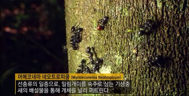 숙주가 필요한 기생충들 | 인스티즈