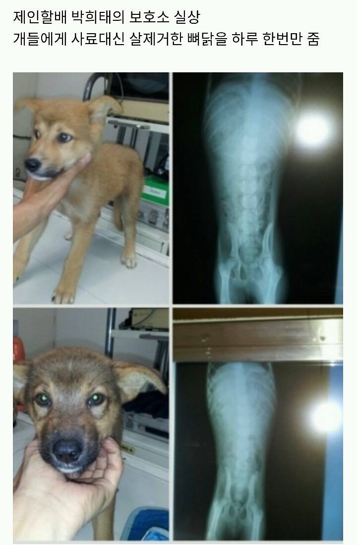 아산에서 또다시 희생당하는 동물이 나타나지않게 서명하자!(사진 끔찍주의) | 인스티즈