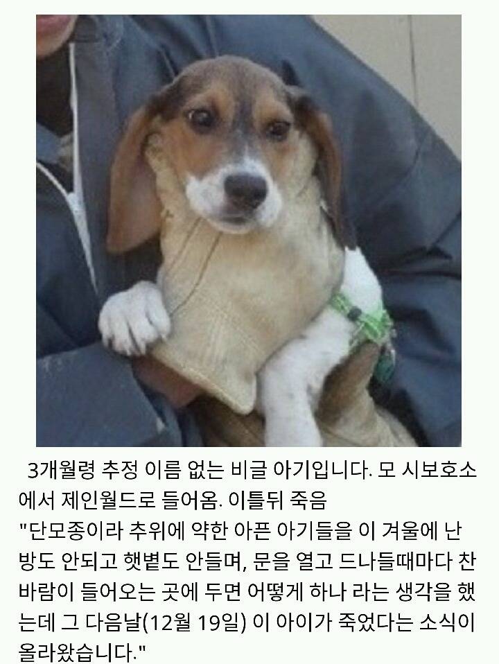 아산에서 또다시 희생당하는 동물이 나타나지않게 서명하자!(사진 끔찍주의) | 인스티즈
