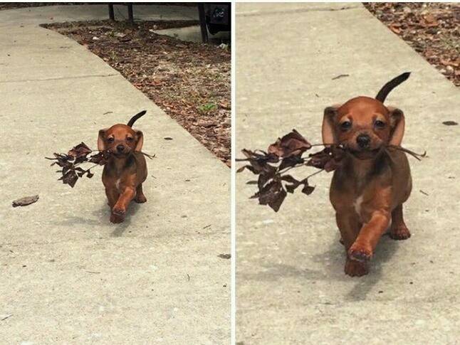 첫 데이트 나가는 멍뭉이 | 인스티즈