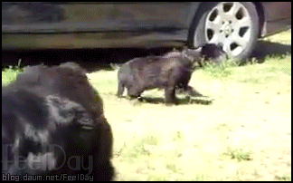 싸움을 싫어하는 개들 | 인스티즈