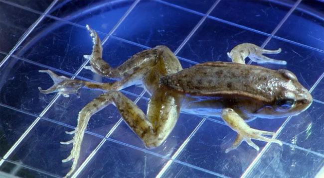 숙주가 필요한 기생충들 | 인스티즈