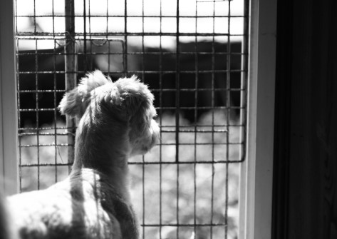 유기견보호소 아이들에게 사랑을 전하세요 | 인스티즈