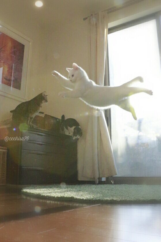 고양이 권법 | 인스티즈