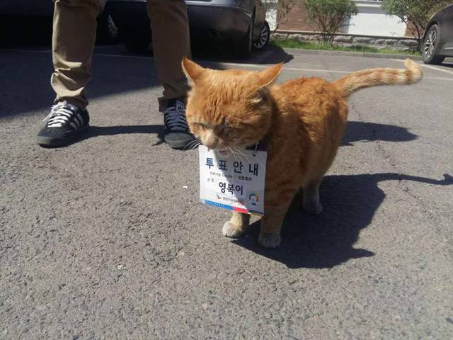 중앙선거관리위원회가 임명한 역대급 투표안내원 | 인스티즈