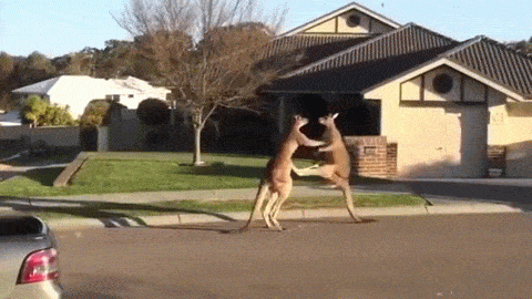캥거루한테 깝ㄴㄴ | 인스티즈