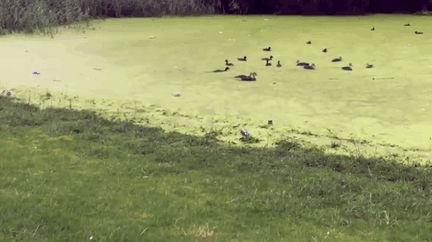 오리랑 놀고 싶었던 멍멍이의 최후 | 인스티즈