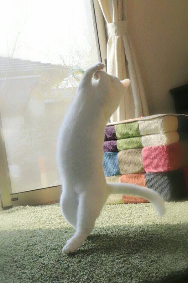 고양이 권법 | 인스티즈