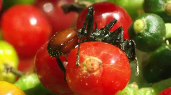 숙주가 필요한 기생충들 | 인스티즈