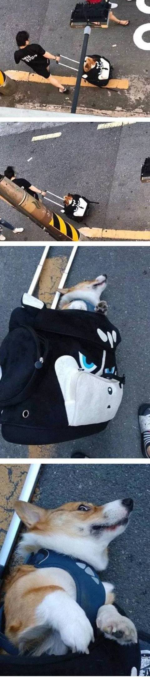 뎃고 가다가 넘어진 개 | 인스티즈