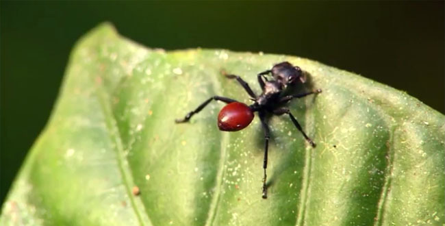 숙주가 필요한 기생충들 | 인스티즈