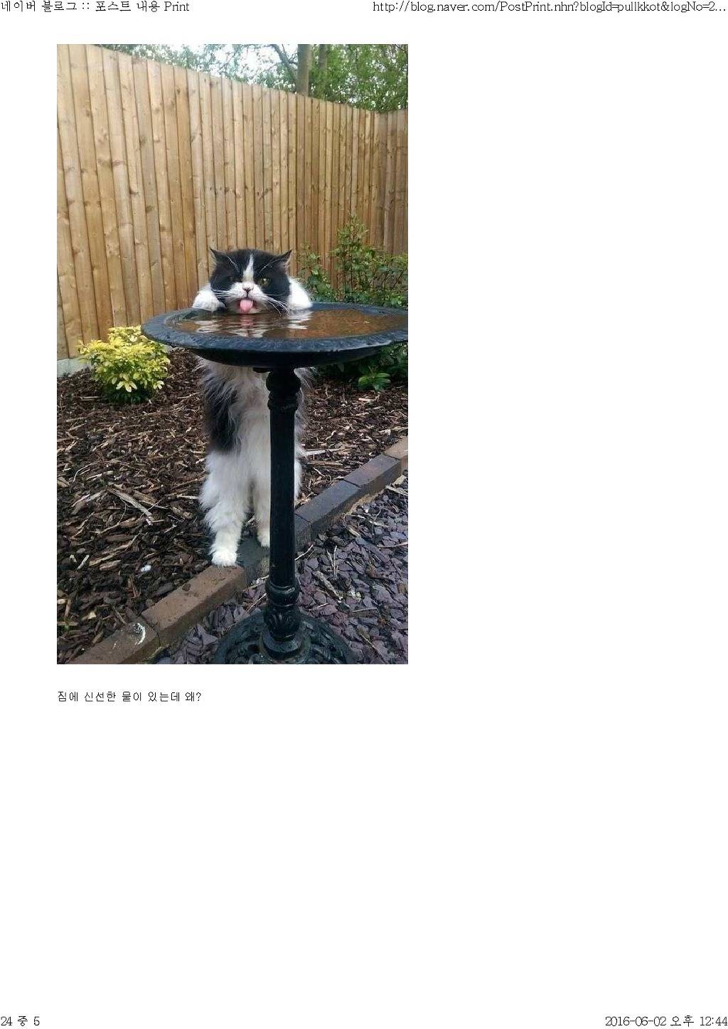 고양이와 함께 산다는것 | 인스티즈