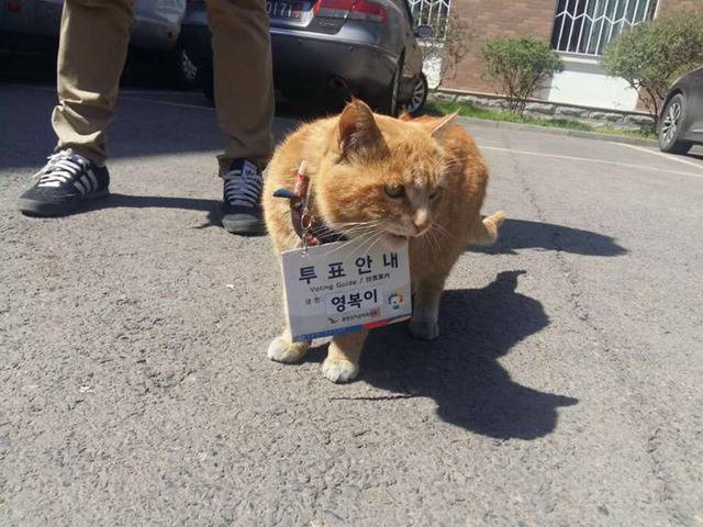 중앙선거관리위원회가 임명한 역대급 투표안내원 | 인스티즈