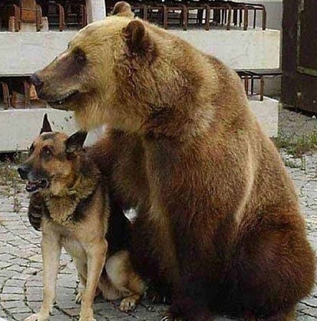 도둑이 들면 얘는 짖어요 | 인스티즈