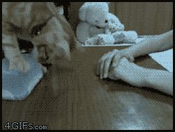 도구를 사용하는 냥이.gif | 인스티즈