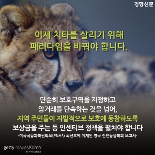  치타가 사라진다 | 인스티즈