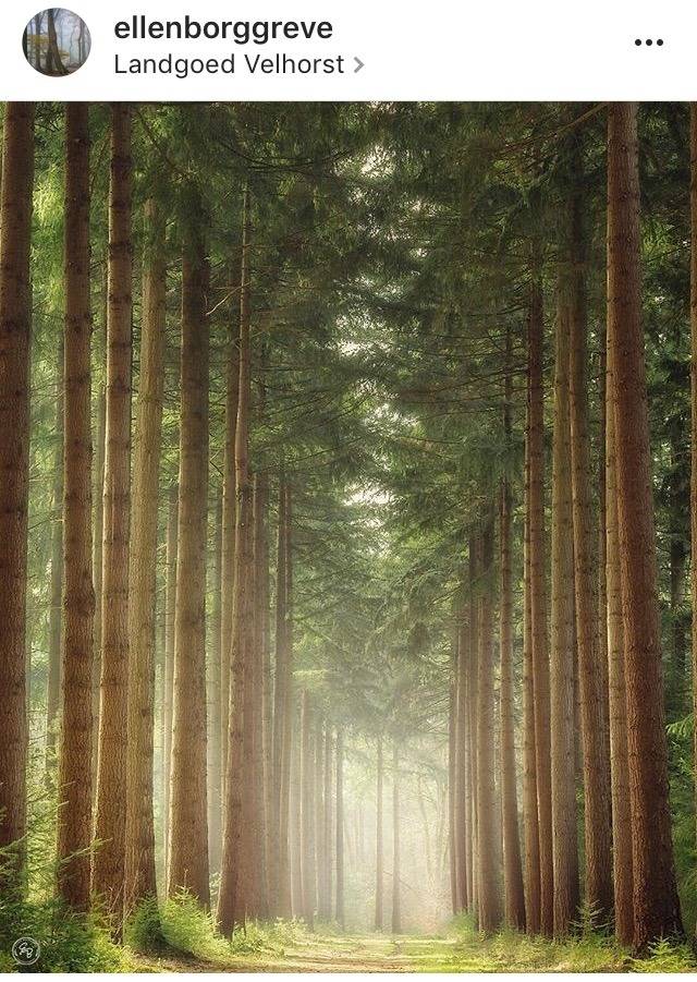 네덜란드 숲길 | 인스티즈