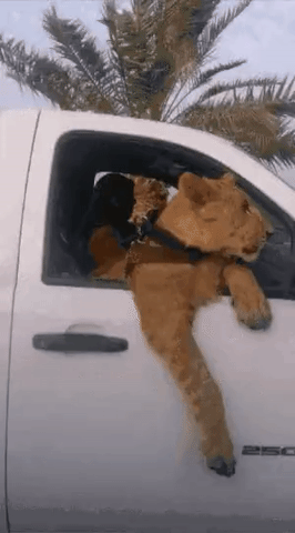 드라이브 즐기는 좀 많이 큰 냥이(??) ~ㅋ | 인스티즈