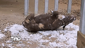 얼음 마사지하는 코뿔소.gif | 인스티즈