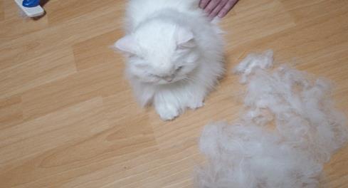 고양이 키우기 꺼리는 사람들의 주된 이유 | 인스티즈