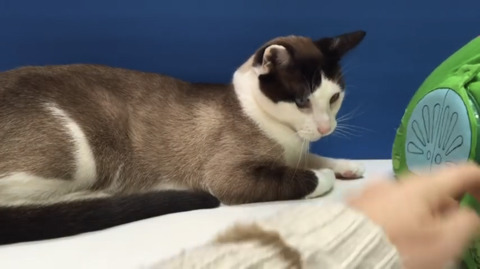 텔레토비 장난감을 소개해주고 노는 유투버(feat. 고양이) | 인스티즈