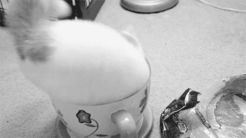 고양이 한잔 주세요~ | 인스티즈