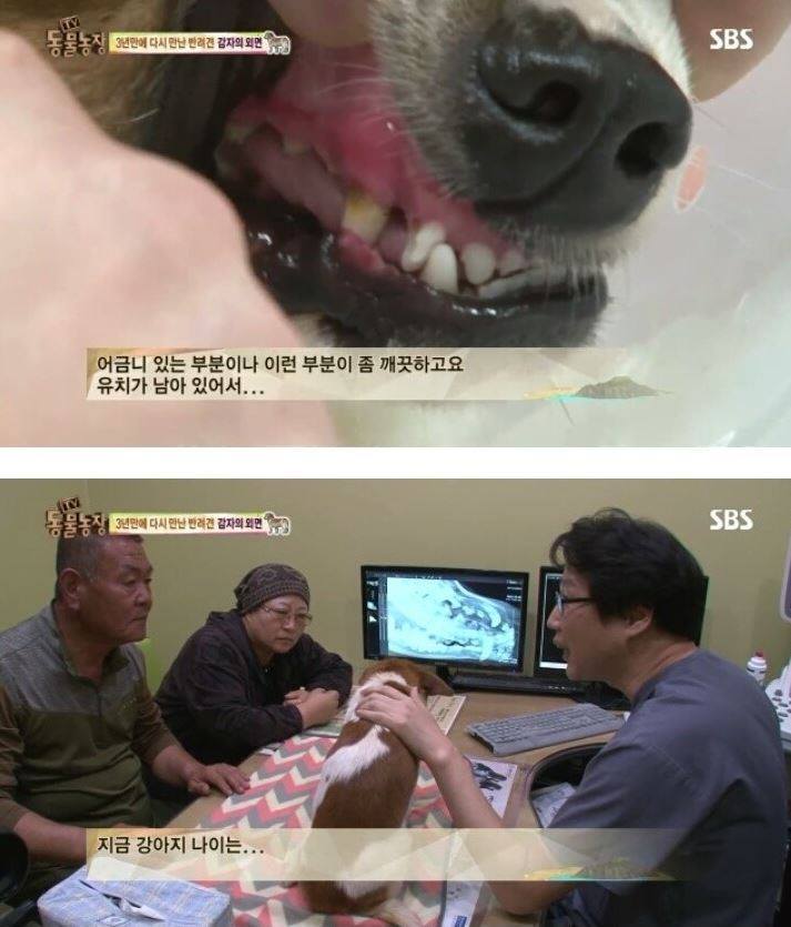 잃어버린 개를 3년만에 찾은 아저씨 | 인스티즈