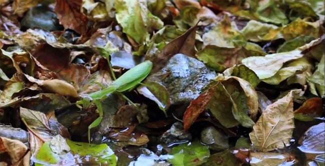 숙주가 필요한 기생충들 | 인스티즈