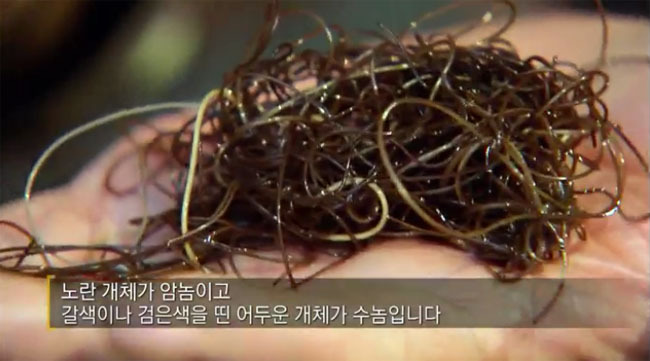 숙주가 필요한 기생충들 | 인스티즈