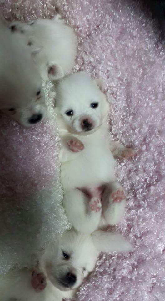 마약방석 중독의 위험성 (심장 진짜 잡고들어와야함) | 인스티즈